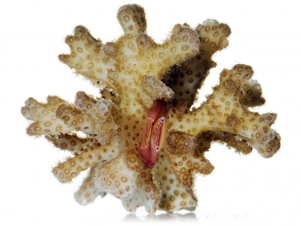 蟹类保护珊瑚免遭海星“魔口”