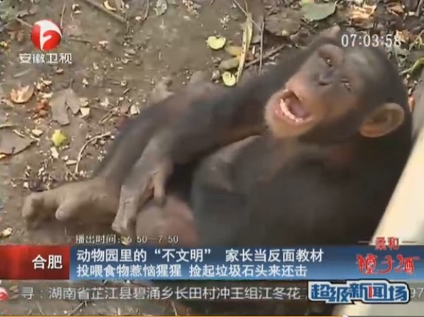 安徽合肥动物园游客狂丢食物和垃圾 黑猩猩捡石子还击