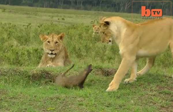 非洲草原一只猫鼬吓退四头狮子