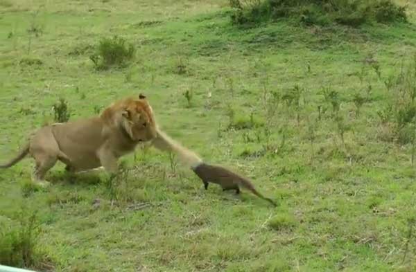 非洲草原一只猫鼬吓退四头狮子