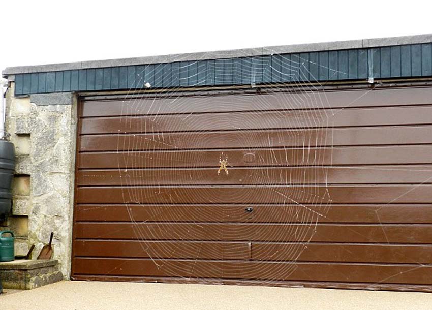 Ӣ�������ؿ����ӷ��־޴�֩���������������ſڵ�ס