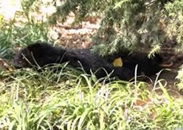 С��ʬ�屻���ڲݴ���