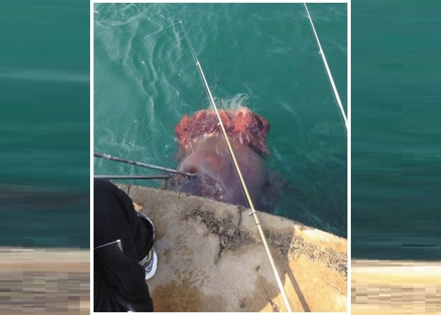 ���Ѻ����������ش�200��ľ޴������ϰ�