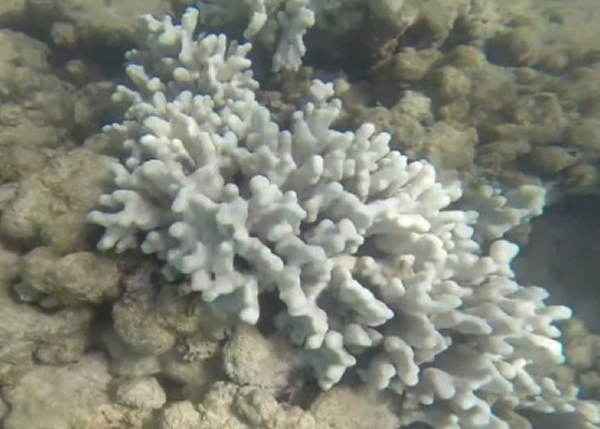 ��ѧ�ҷ����ߺ�����ɺ�����ذ׻�