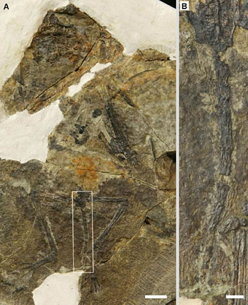 蛙嘴翼龙化石(A)及尾部放大(B),比例尺为10 mm和2 mm