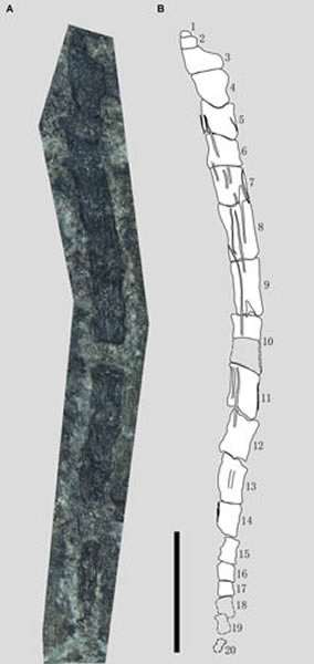 蛙嘴翼龙长尾及其线条图,比例尺为5 mm