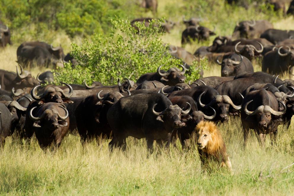 南非克鲁格国家公园受伤狮子被水牛群冲撞踩死