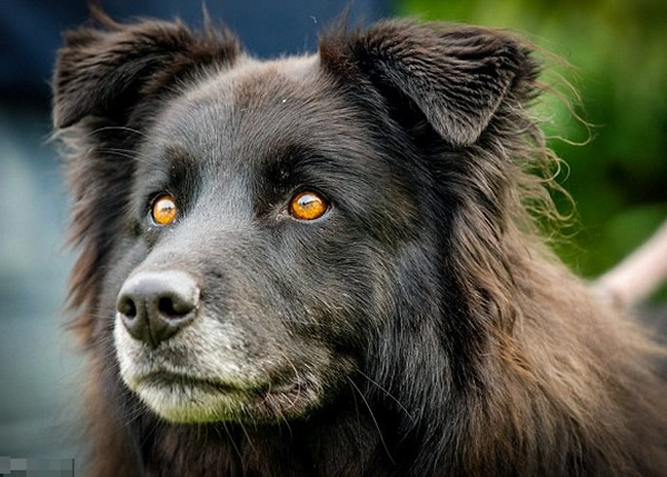 巴希拉拥有一双美丽的橙色眼睛,但却被当成恶魔化身。