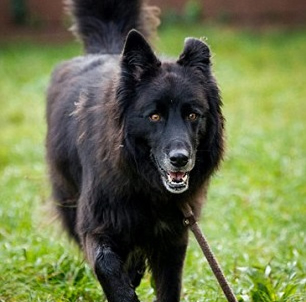 中心指巴希拉友善、听话,希望能尽快为它找到领养家庭。