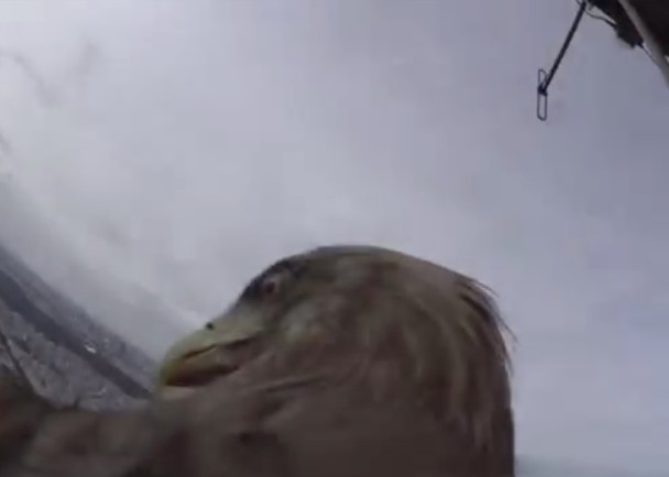 ��ӥ�ɰ��ƶ��������������