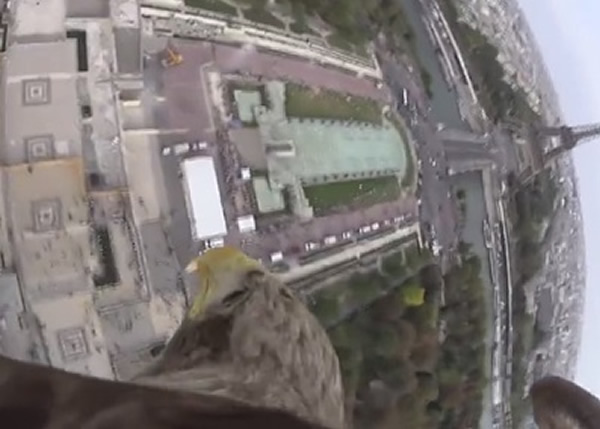 ��ӥ���ϵľ�ͷ��������;��ɫ��