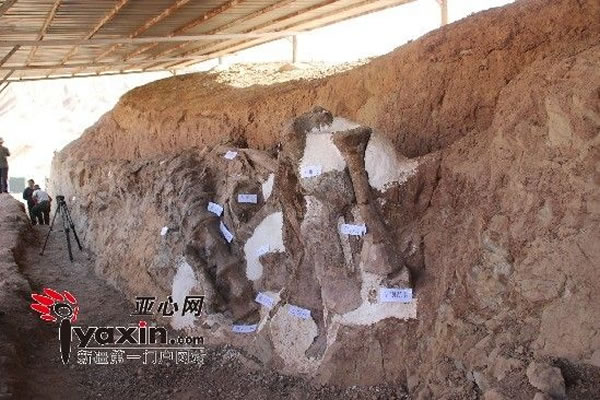 中国首个古生物化石保护研究中心在新疆鄯善成立