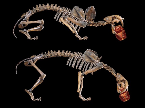 剑齿虎的“开罐器”