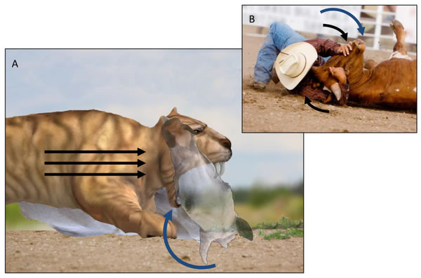 剑齿虎的“开罐器”
