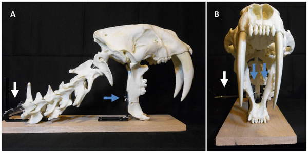 剑齿虎的“开罐器”