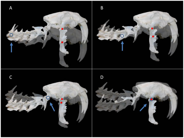 剑齿虎的“开罐器”