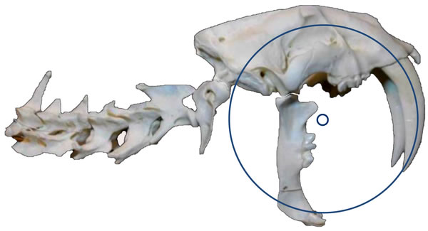 剑齿虎的“开罐器”
