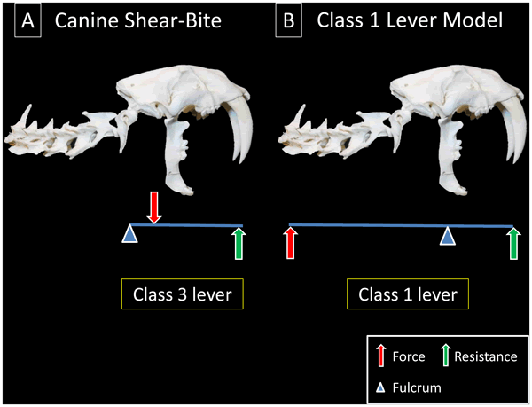 剑齿虎的“开罐器”