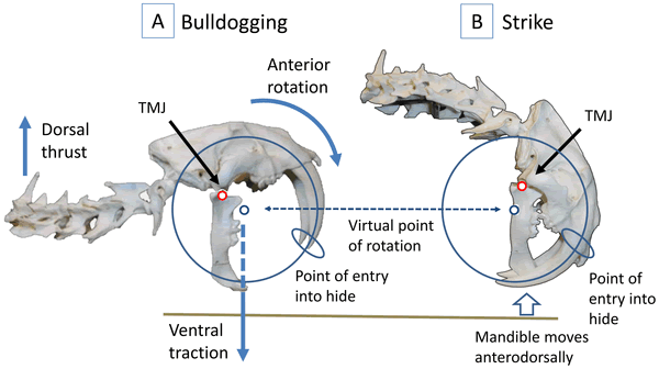 剑齿虎的“开罐器”