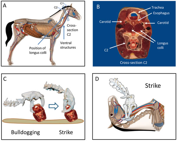 剑齿虎的“开罐器”