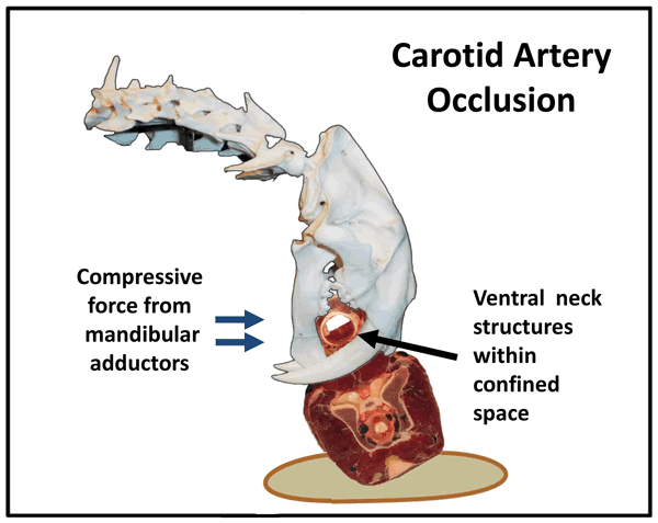 剑齿虎的“开罐器”