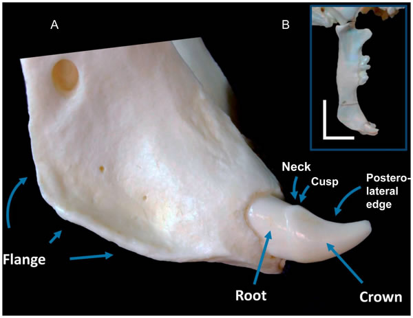 剑齿虎的“开罐器”