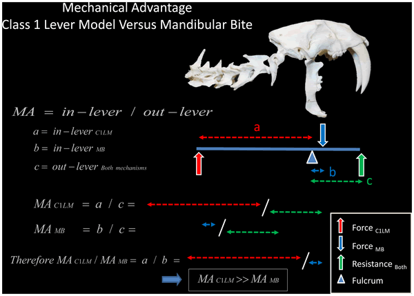 剑齿虎的“开罐器”