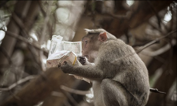 猕猴仔细阅读最新的股市新闻,它似乎对里面的消息感到震惊,时而目瞪口呆,时而沉思不已。