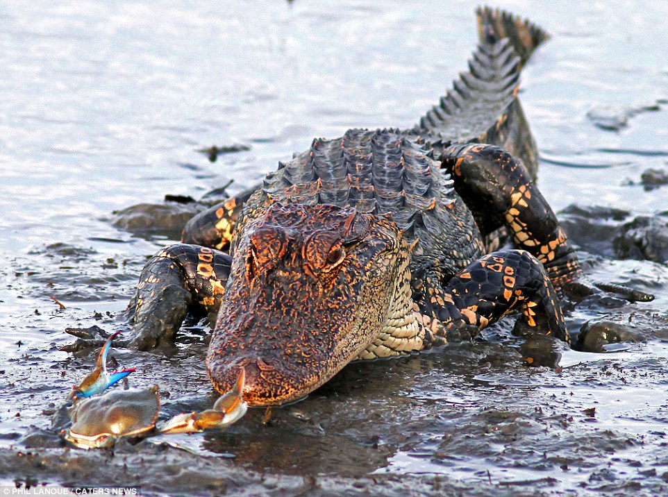 小螃蟹怒夹大鳄鱼