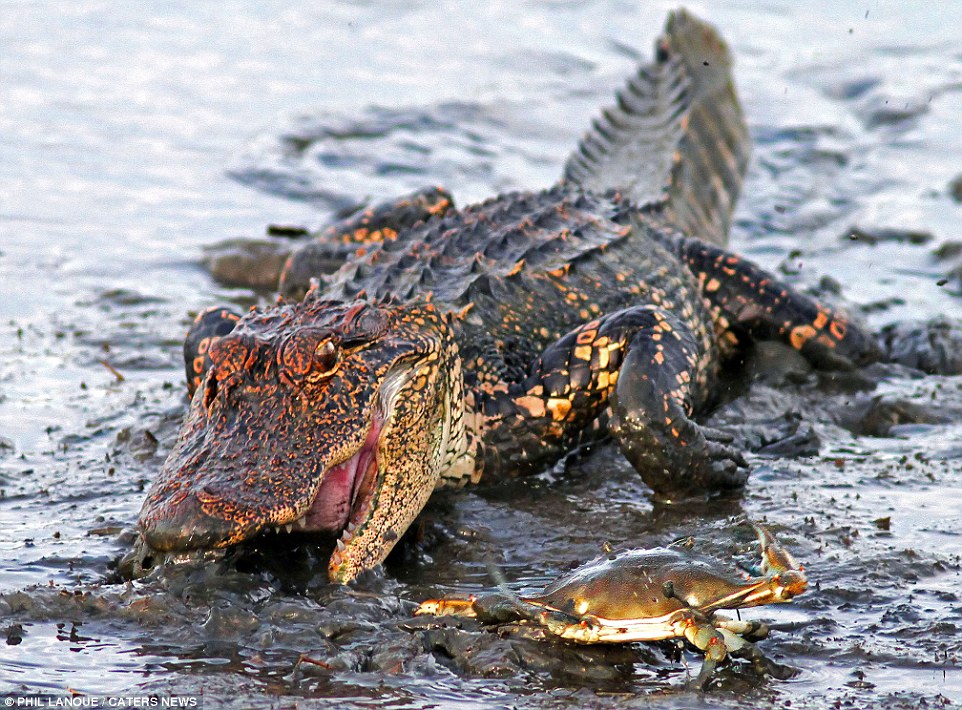 小螃蟹怒夹大鳄鱼