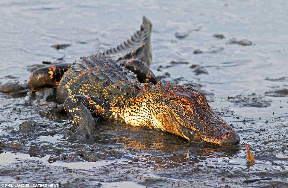 小螃蟹怒夹大鳄鱼