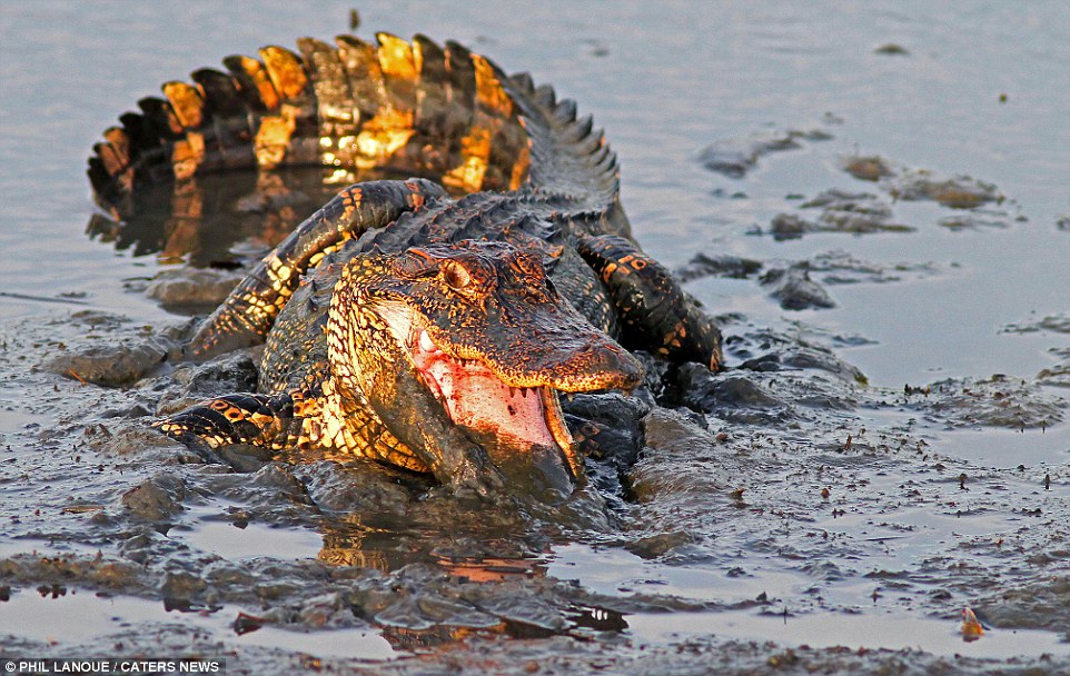小螃蟹怒夹大鳄鱼