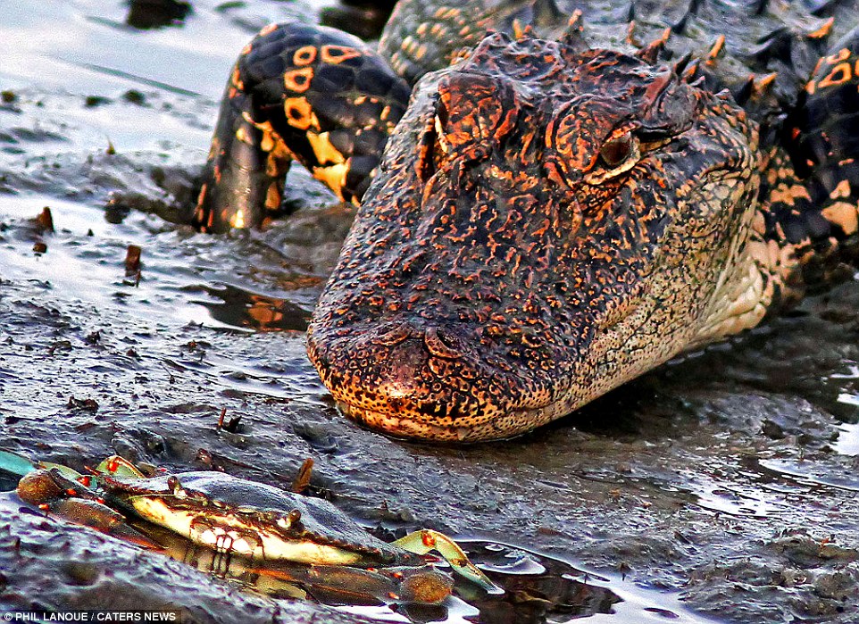 小螃蟹怒夹大鳄鱼