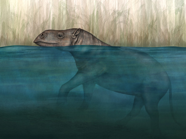 想像图：一只Anthracobunid 在沼泽中涉水前进。插画：Emily M. Eng, NG Staff. 来源：Lisa Noelle Cooper, N