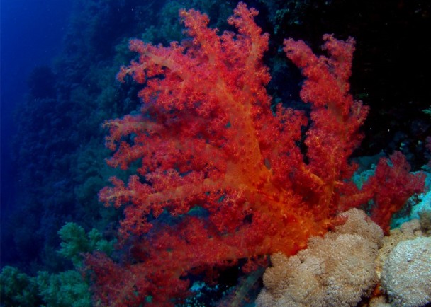 й洬׼ɺмۣϵձ͵̡ͼΪɺ