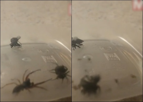 ĵֲһĻ2֩Ҽս һֻͻȻųһȺ֩BB