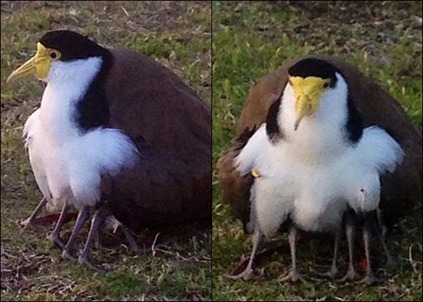 ����Ϥ�ᾪ��8�š�����