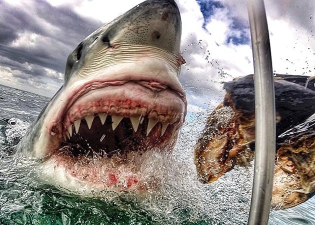 布鲁尔近距离拍下大白鲨张开血盆大口的照片