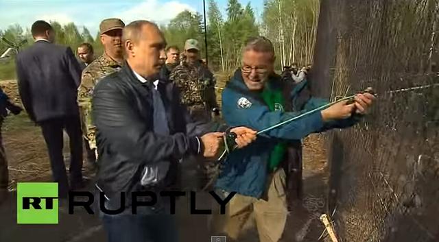 普京放生的老虎“库佳”