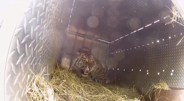 普京放生的老虎“库佳”