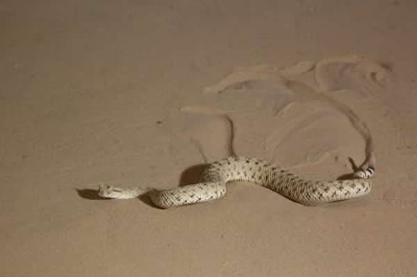 ����Ť�е���β����ɳĮ������