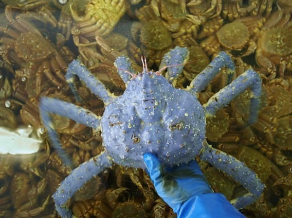 �ձ�����3.5��������ɫ����з