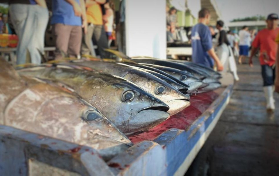 菲律宾棉兰老岛金枪鱼因过度捕捞慢慢消失