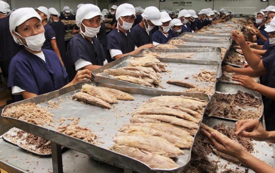 菲律宾女工用手为准备做罐头的金枪鱼剔骨