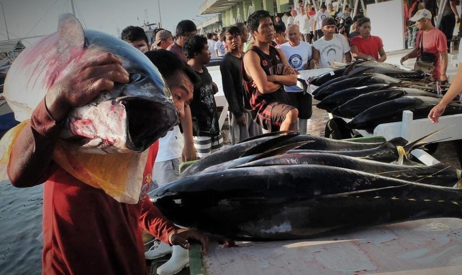 菲律宾棉兰老岛金枪鱼因过度捕捞慢慢消失