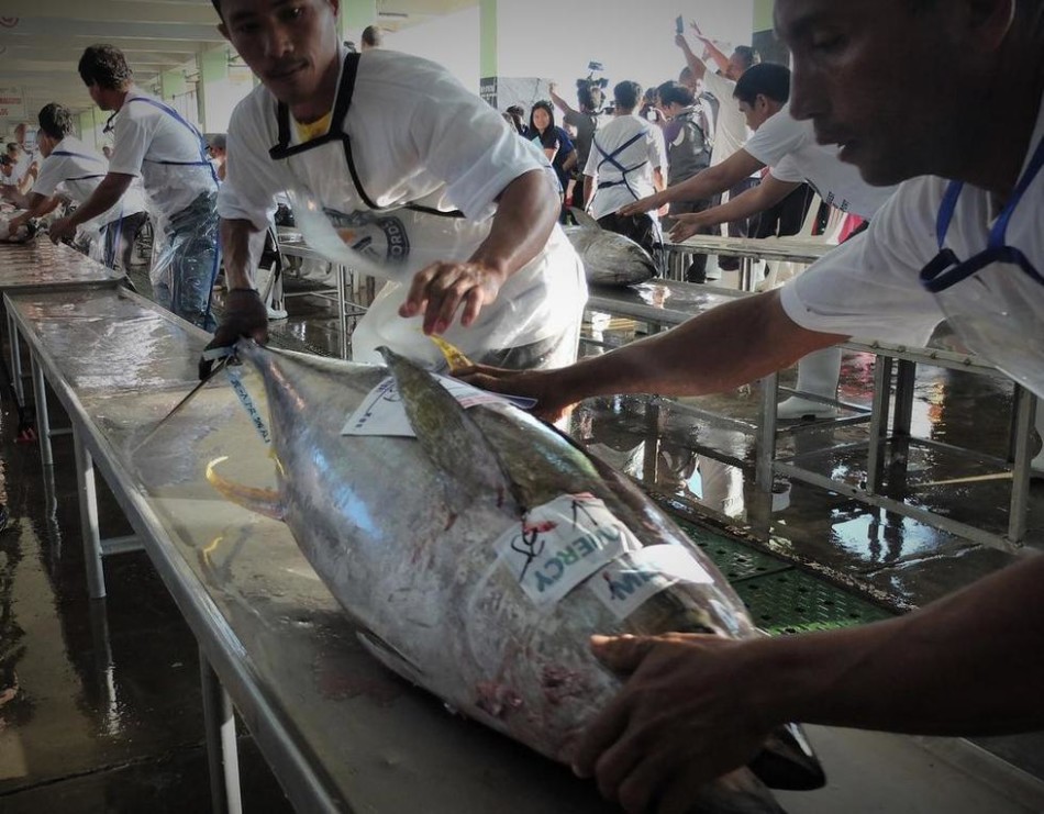 菲律宾棉兰老岛金枪鱼因过度捕捞慢慢消失