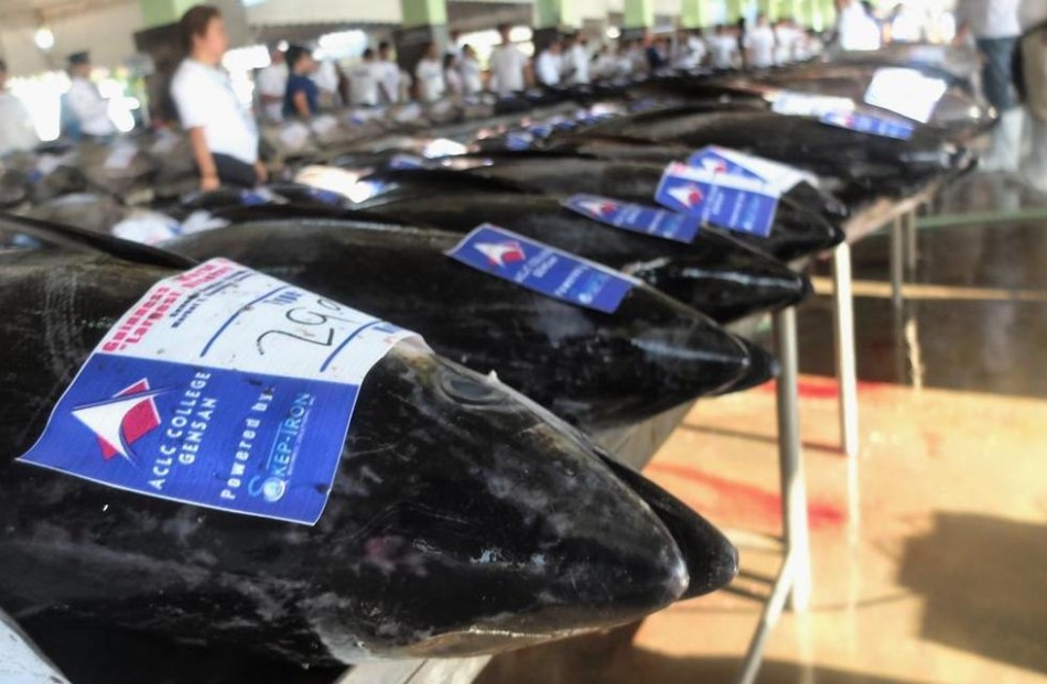 菲律宾棉兰老岛金枪鱼因过度捕捞慢慢消失