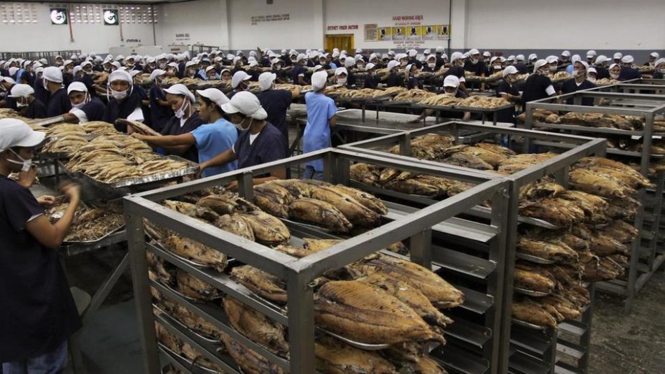 菲律宾女工用手为准备做罐头的金枪鱼剔骨