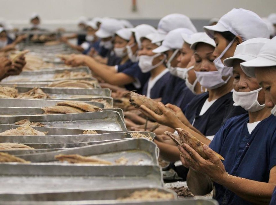 菲律宾女工用手为准备做罐头的金枪鱼剔骨