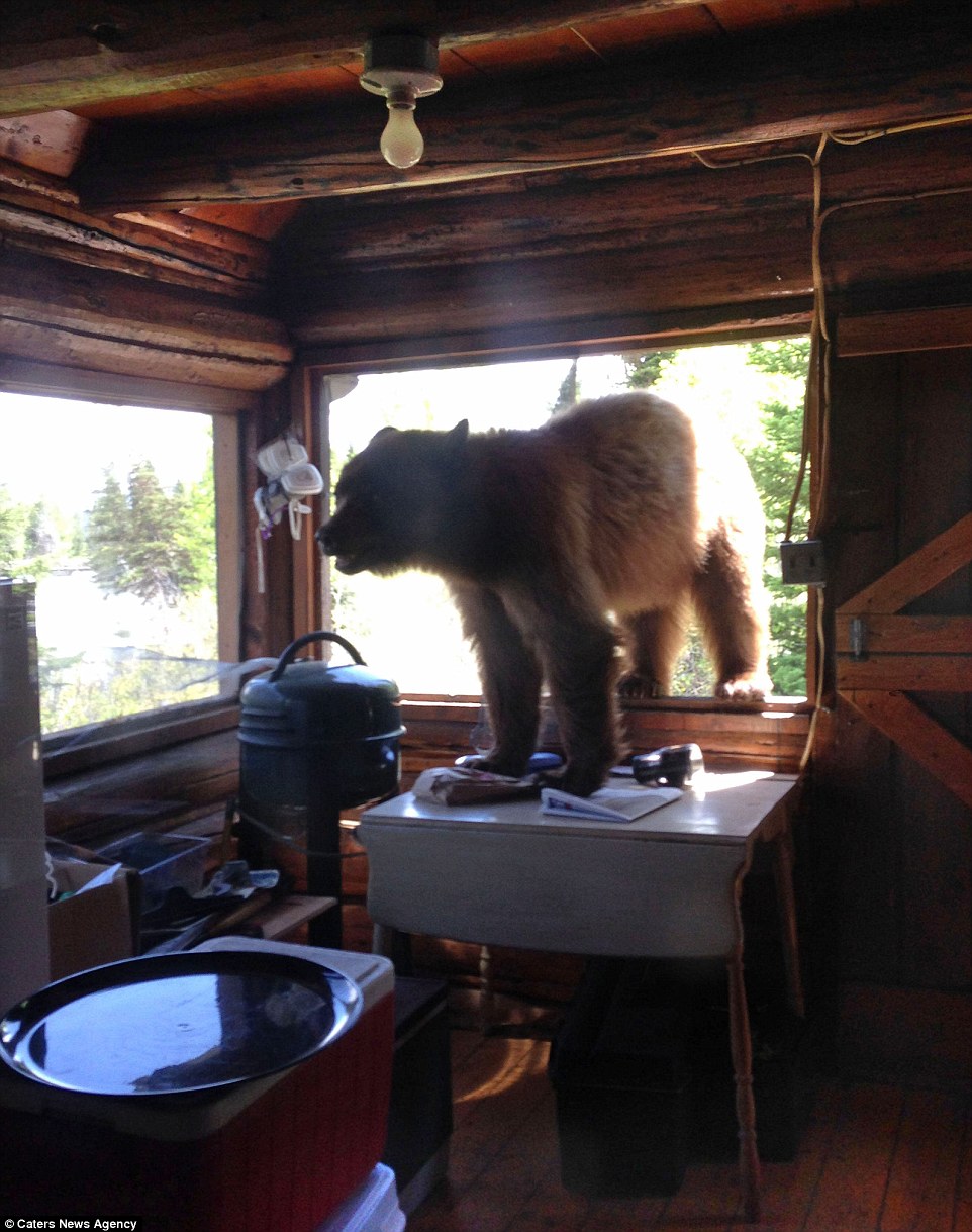 美国大蒂顿国家公园“饿熊”闯入屋内找寻食物吓坏女主人